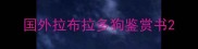 国外拉布拉多狗鉴赏书