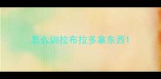 怎么训拉布拉多拿东西