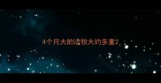 4个月大的边牧大约多重