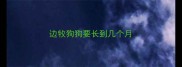 边牧狗狗要长到几个月