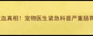哈士奇磨牙棒拉血真相宠物医生紧急科普严重肠胃问题处理指南