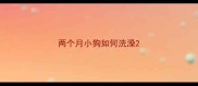 两个月小狗如何洗澡