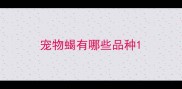 宠物蝎有哪些品种