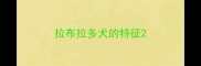 拉布拉多犬的特征