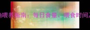 边牧幼犬正确喂养指南每日食量喂食时间及注意事项全
