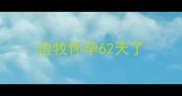 边牧怀孕62天了