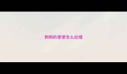 狗狗的便便怎么处理