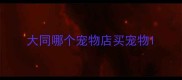 大同哪个宠物店买宠物