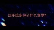 拉布拉多种公什么意思