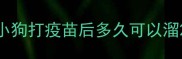 小狗打疫苗后多久可以溜