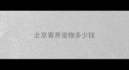 北京寄养宠物多少钱