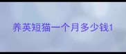 养英短猫一个月多少钱
