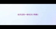 幼犬边牧一顿吃多少狗粮