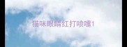猫咪眼睛红打喷嚏