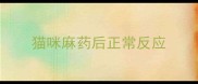 猫咪麻药后正常反应