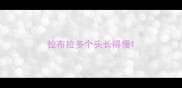 拉布拉多个头长得慢