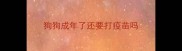 狗狗成年了还要打疫苗吗
