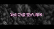 凝血功能差的猫咪