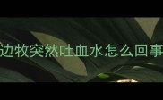 边牧突然吐血水怎么回事