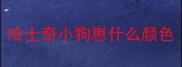 哈士奇小狗崽什么颜色