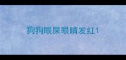 狗狗眼屎眼睛发红