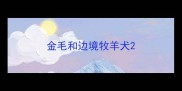 金毛和边境牧羊犬