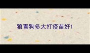 狼青狗多大打疫苗好