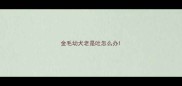 金毛幼犬老是吐怎么办