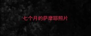 七个月的萨摩耶照片