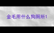 金毛用什么狗厕所