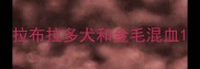 拉布拉多犬和金毛混血