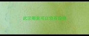 武汉哪里可以领养宠物