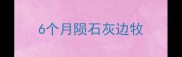 6个月陨石灰边牧