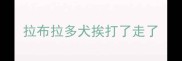 拉布拉多犬挨打了走了