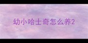 幼小哈士奇怎么养