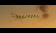 猫咪掉胡子是多大