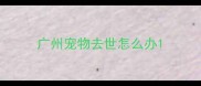 广州宠物去世怎么办
