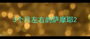 3个月左右的萨摩耶