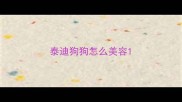 泰迪狗狗怎么美容