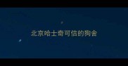 北京哈士奇可信的狗舍