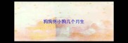 狗狗怀小狗几个月生