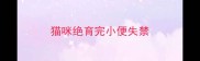 猫咪绝育完小便失禁