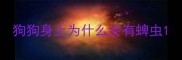 狗狗身上为什么会有蜱虫