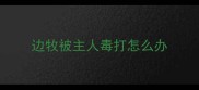 边牧被主人毒打怎么办