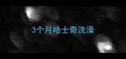 3个月哈士奇洗澡