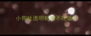 小狗吐透明粘液不吃饭