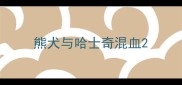熊犬与哈士奇混血
