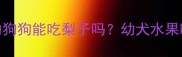 五个月大的狗狗能吃梨子吗幼犬水果喂食全攻略