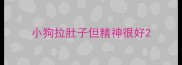 小狗拉肚子但精神很好