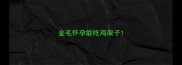 金毛怀孕能吃鸡架子